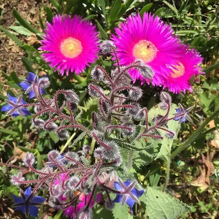 Stazzo La Casedda بيت للعطل *